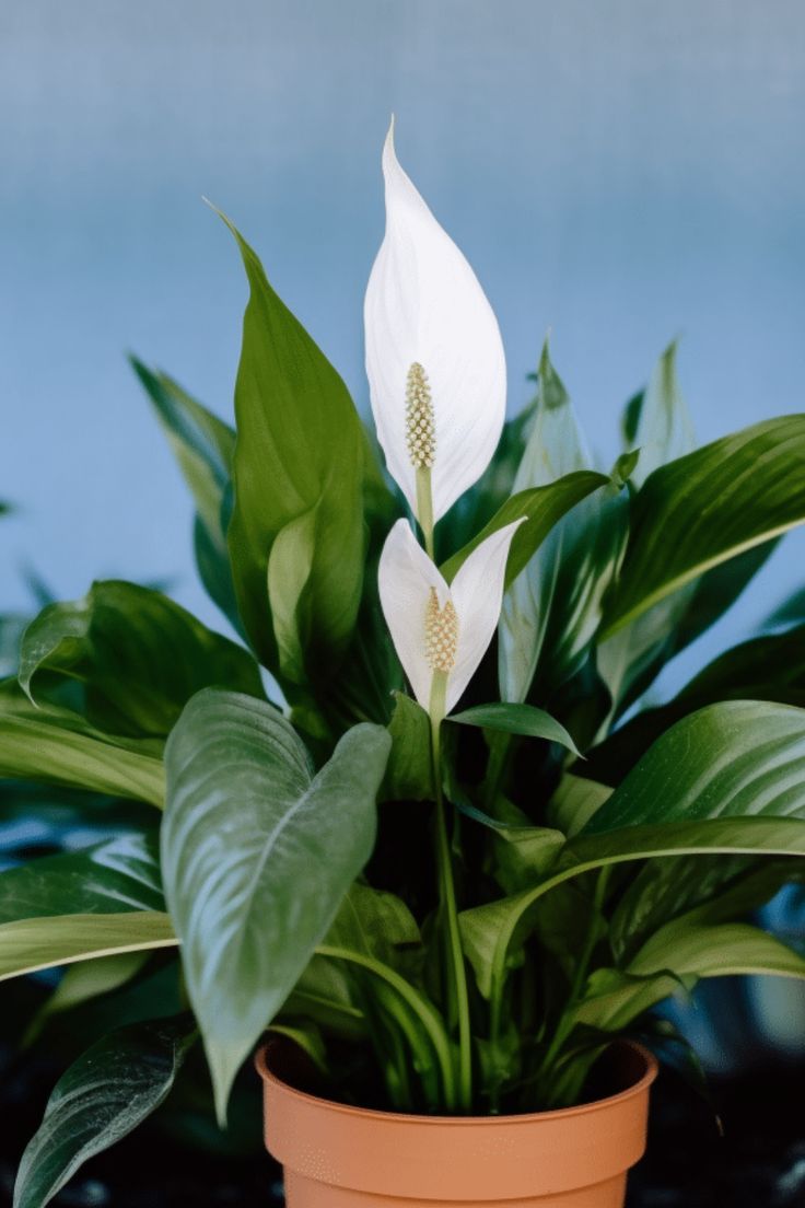 peace lily